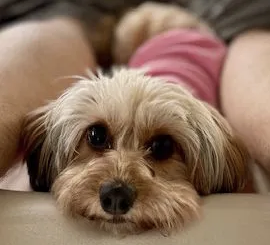 Bella, clinic mascot